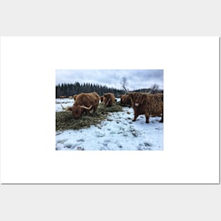 Scottish Highland Cattle Cows 2194 Posters and Art